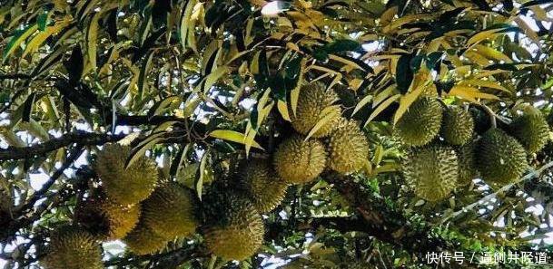 一颗榴莲树结几百个果子,为啥价格还是贵3个原