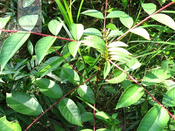 简介 种名:大叶臭花椒 别名:驱风通,雷公木,刺椿木 种拉丁名