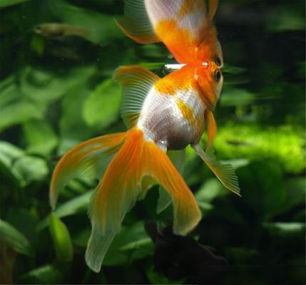 大發(fā)花鳥魚市場小蓬萊水族器材經銷攤床（蓬萊花鳥魚蟲市場） 全國水族館企業(yè)名錄