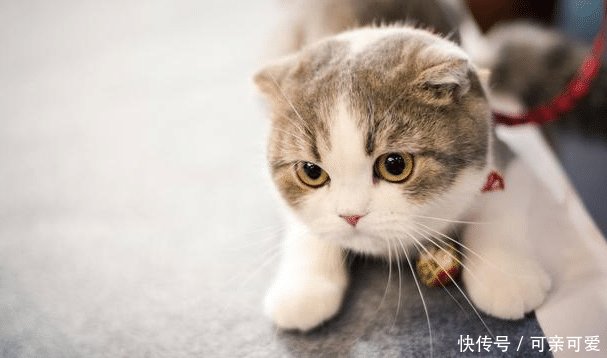 世界上十种最可爱最萌的猫咪品种, 养过一只就