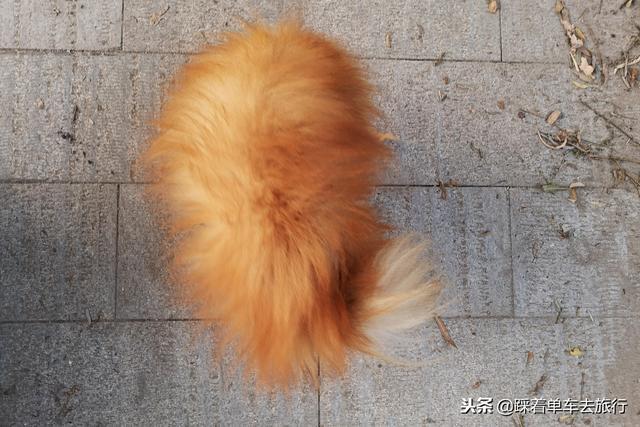 一位北京大爷离开狗狗去南京,14岁的博美发疯