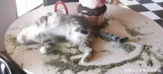 猫咪吸猫薄荷会上瘾?猫薄荷对猫有害么?