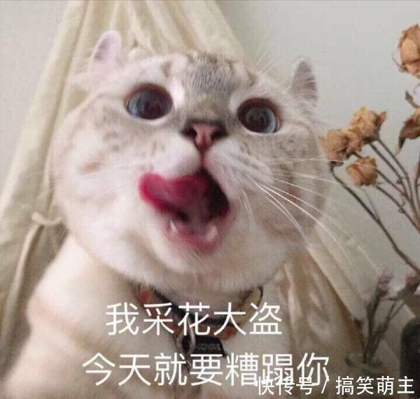 最新肥仔猫表情出炉1 吃好喝好 长生不老 谁叫男生的可爱图片搞笑大全头像动漫 表情包之园