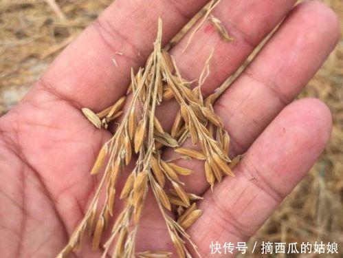 走访了100家生态小农场,成功的只有十分之一,都有这3个特点