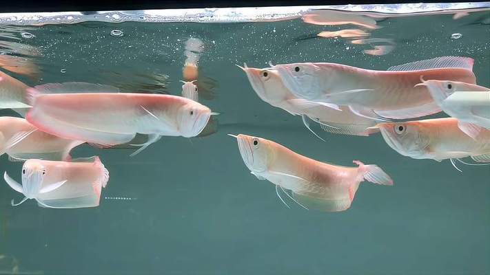 襄垣縣東海洋水族館 全國(guó)水族館企業(yè)名錄