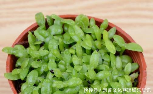 老妈在家盆栽火龙果,没过多久长出清新小盆栽