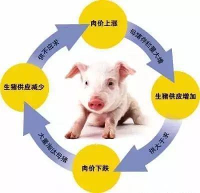 产能较低母猪淘汰加速! 猪价低谷提前到来