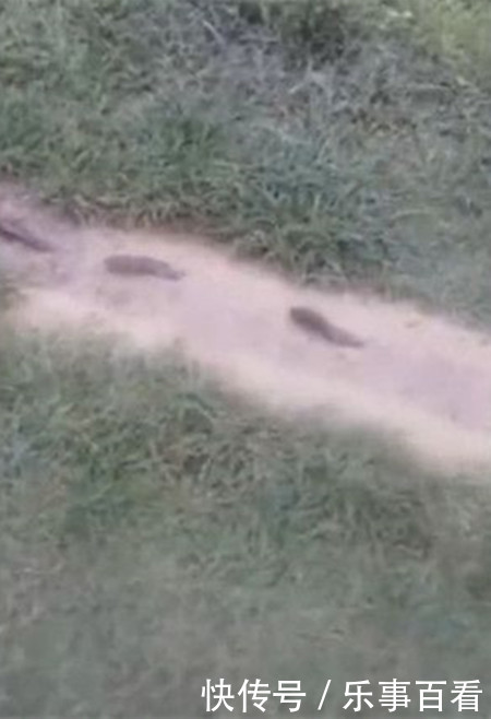 男子在野外发现一群会走路的鱼,走近一看却令他傻眼了!