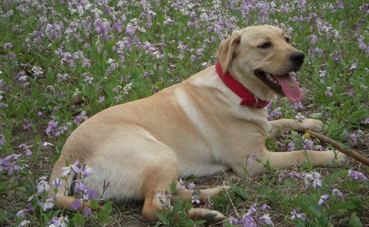 拉布拉多犬训练方法