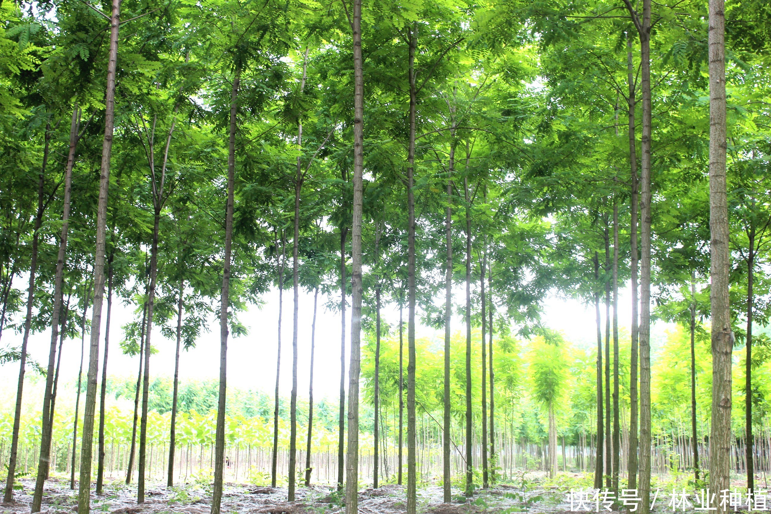 枣庄市杨树大规模飘絮 专家提出种植泓森槐治理杨絮