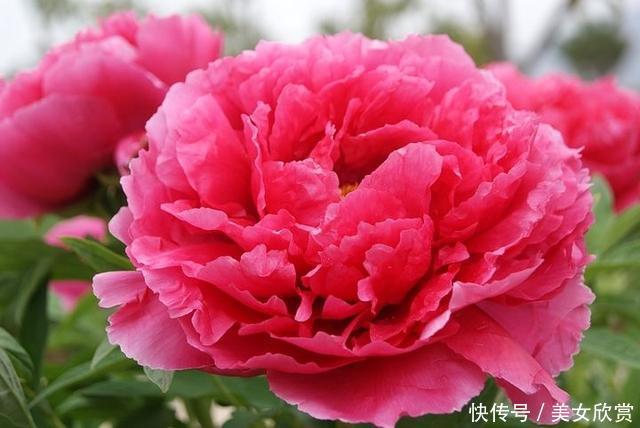 心理测试:觉得哪一朵牡丹花最高贵测你适合过怎样的生活! jsc金沙城