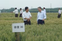 徐麦30