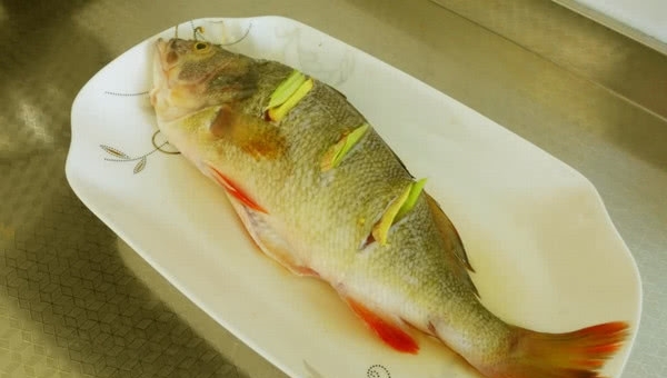 怎么养鱼最省事 t0184bf52aaf4dd4d56.jpg