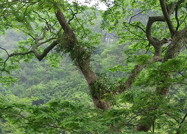 t01852ebda07f49dc67.png