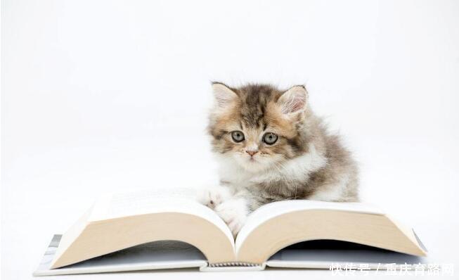 西南大学在职研究生论文答辩流程