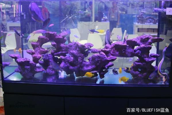 金龍魚和古典哪個(gè)龍魚好（金龍魚和古典哪個(gè)龍魚好養(yǎng)） 廣州觀賞魚批發(fā)市場