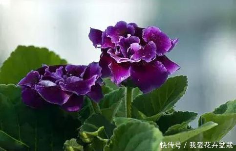 盆栽花卉大岩桐 t018641a193d879a0e7.jpg