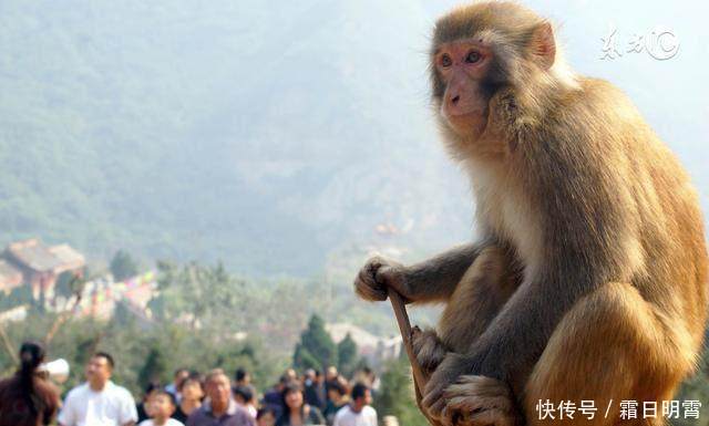 属猴人你知道吗六月将会有一笔突如其来的横财,做好准备了吗!