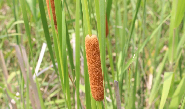 农村长有一宝,长得像带毛的“热狗”,一斤能卖好几块