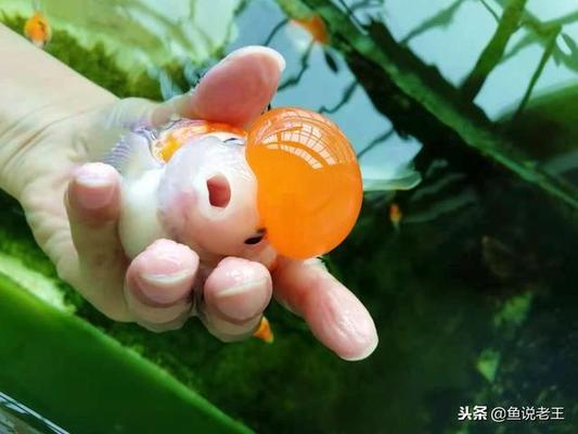 一方水族的泵怎么樣（一方水族的泵怎么樣才能用）