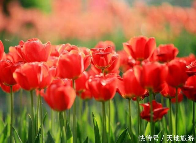 花卉摄影:醉人郁金香