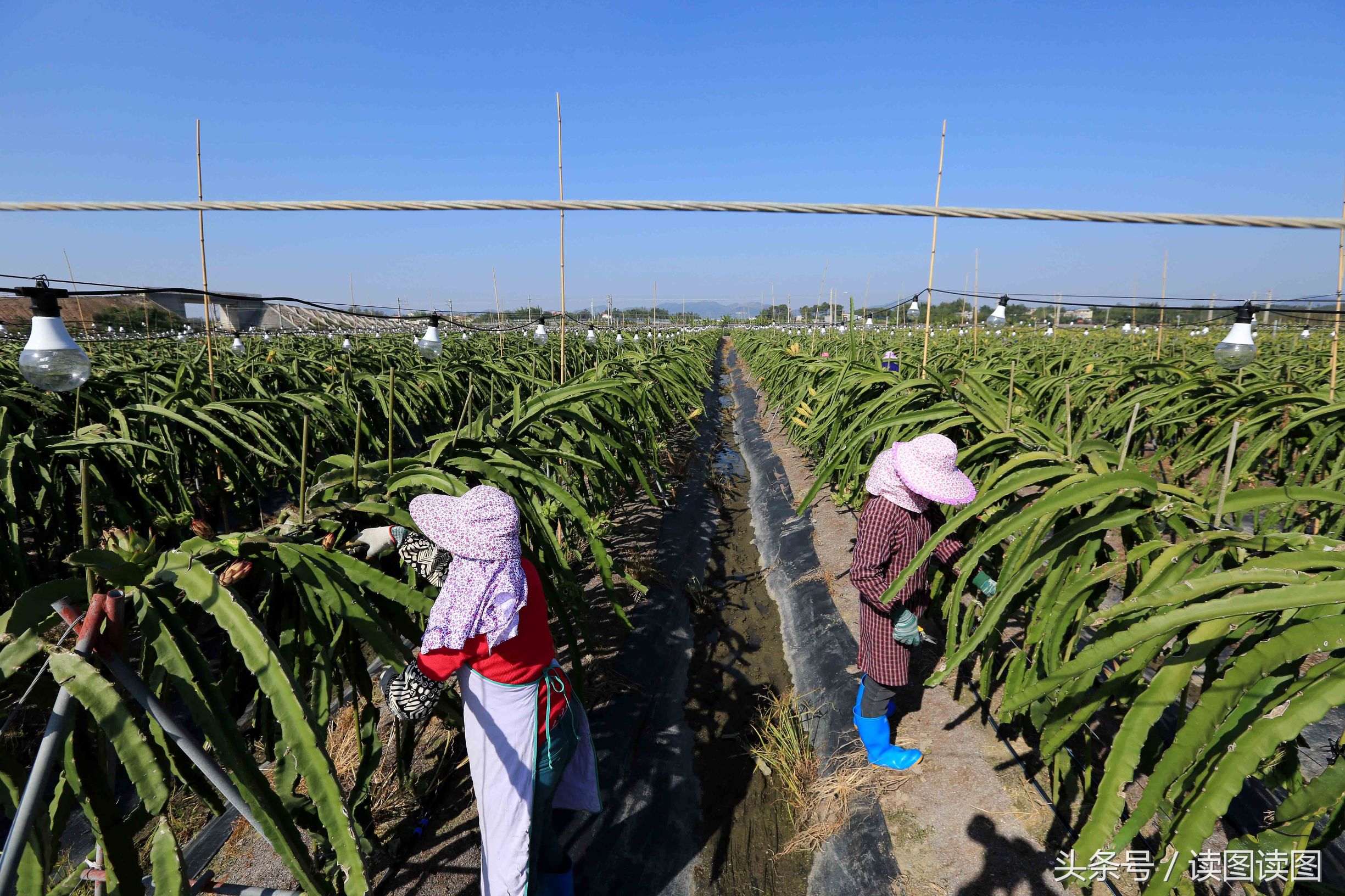 广西钦州:火龙果苗促增收