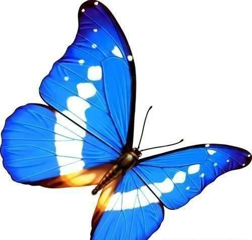 蝴蝶排名_蝴蝶简笔画