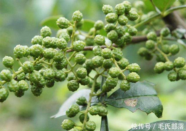 花椒树栽培技术|青花椒实用栽培技术之主要病