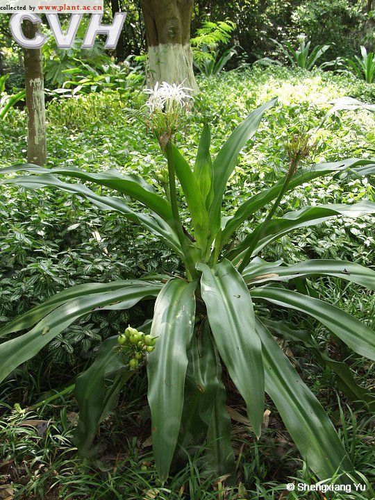 求问这是什么品种的花?我们家养好多年了每年