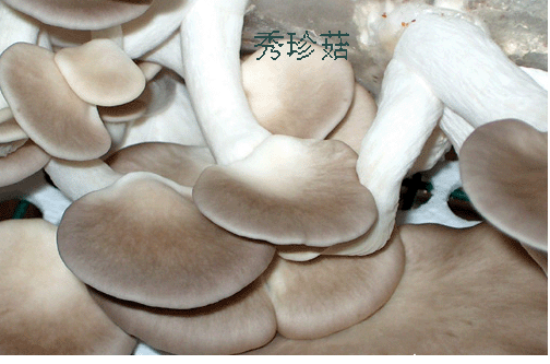 秀珍菇(pleurotus geesteranus)又名环柄香菇,平菇的一种,在分类学上