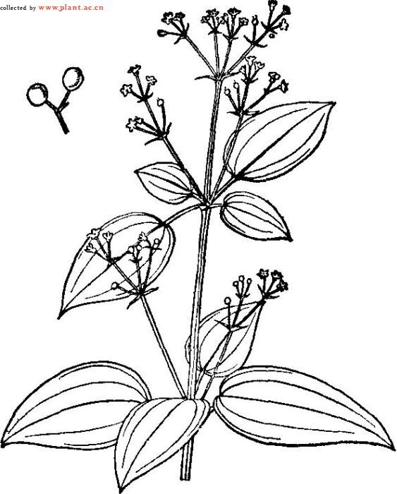 四片瓦 二名法:rubia schumanniana pritzel 界:植物界 门:被子植物门