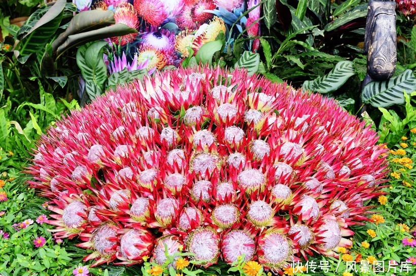 全世界最富贵华丽普蒂亚花,帝王花图片欣赏