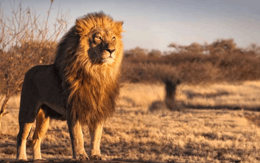 狮子园混进一只金毛,呼呼大睡百无禁忌完全没