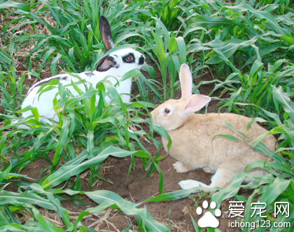 兔子怎么洗澡 洗完后及时弄干_360问答