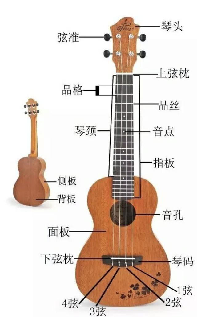 40寸,41寸,而最常见的尤克里里的尺寸为21寸,23寸,26寸,体积明显小了