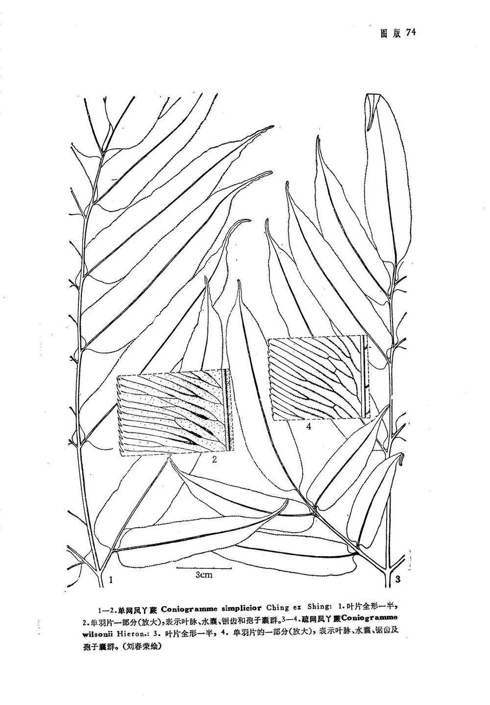 来源:中国植物志第3(1)卷||裸子蕨科hemionitidaceae||网脉组sect