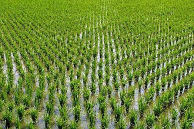 影响水稻分蘖的因素有哪些?怎么样能促进水稻