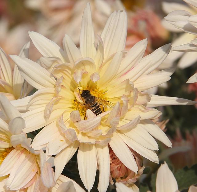 平邑街道多措并行大力发展乡村旅游