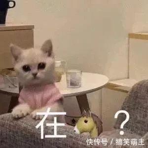 卖萌表情表情:你这个小可爱,电你喔的图片抓全集胸猫咪包大手图片