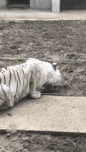 t018d064ebd7ab9802e.gif?size=280x494