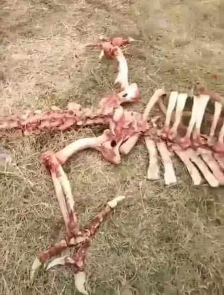 男子野外散步,突然闻到一股腥臭味,走近一看感觉异常兴奋