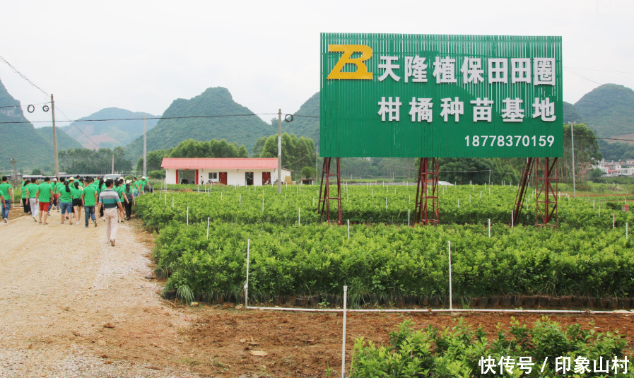 广西新果品蜂蜜脐橙千亩种植基地实地考察