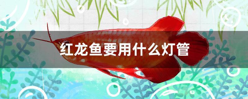 黃鱔怎么喂給龍魚，寵物金龍魚可以喂蝦肉嗎