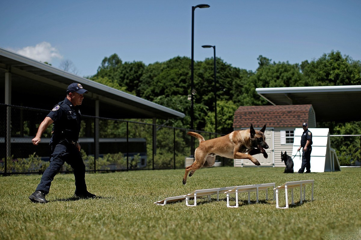 探访美国最大警犬训练基地