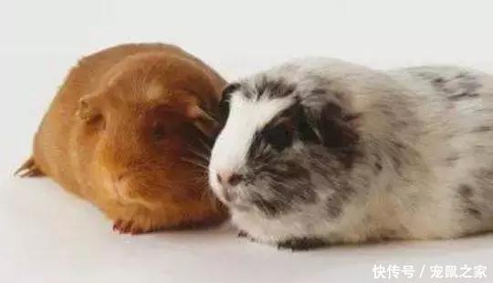 荷兰猪的视力究竟如何?今天总算有答案了