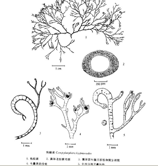 形态特征 藻体匍匐,由腹面节部生假根附着于其他藻体上,假根具有短的