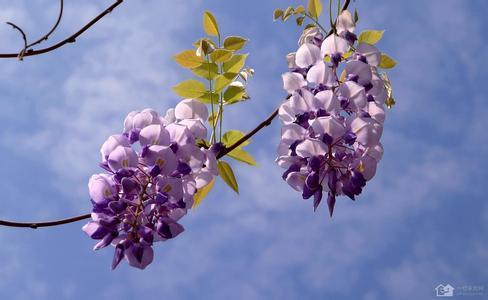 紫藤萝的花骨朵是什么颜色的_360问答
