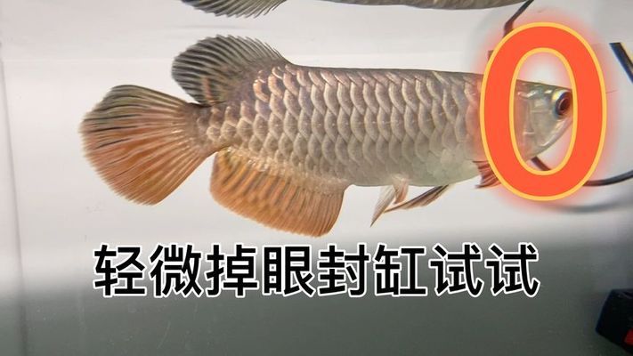 六角恐龙鱼吃小鱼干吗，专家解答六角恐龙鱼吃小鱼干吗