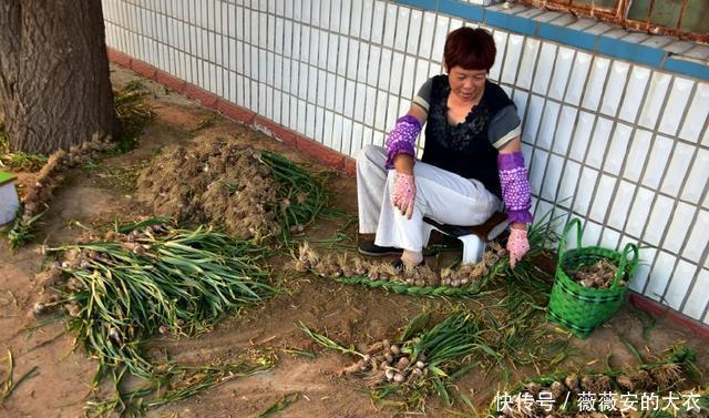 大蒜价格暴跌,内蒙农民却猛种大蒜,说自己种的