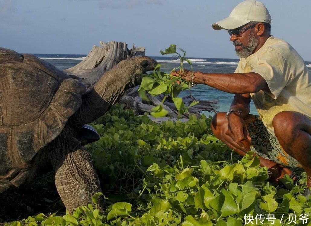 壁虎蜥蜴乌龟,蛇鳖鳄鱼寿命一个比一个长,爬行